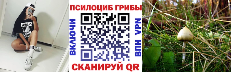 Псилоцибиновые грибы Cubensis Бикин